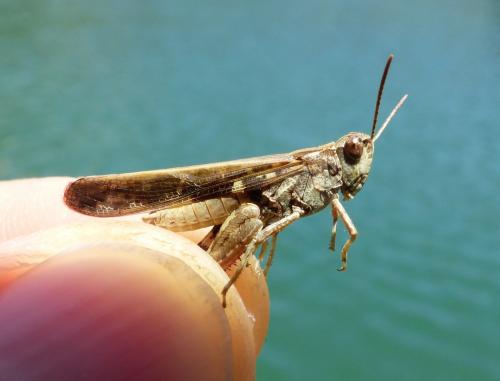 Aiolopus thalassinus thalassinus