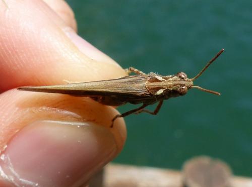 Aiolopus thalassinus thalassinus