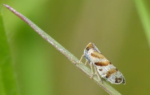 Tachycixius venustulus