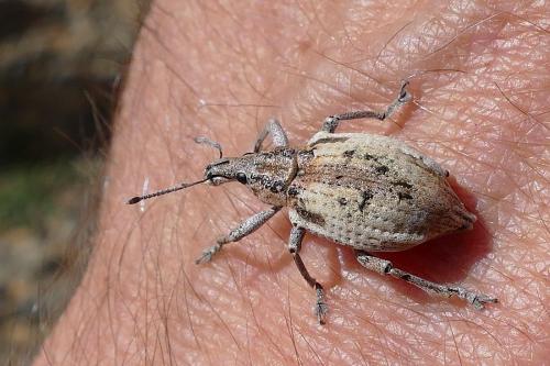 Elytrocallus sp.