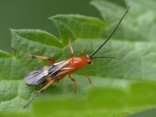 Réf. 166 213 : Cremnops desertor