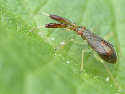 Réf. 166 319 : Heterotoma planicornis