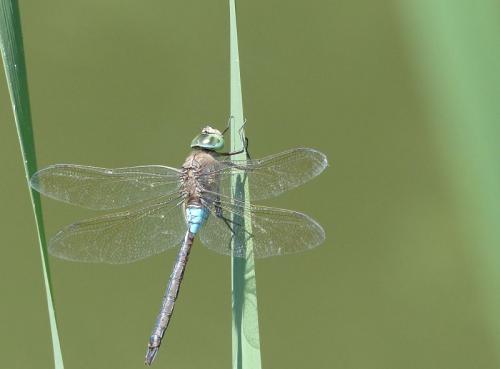 Anax parthenope