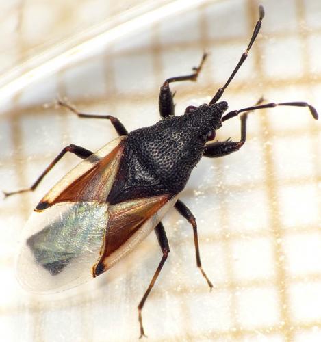 Réf. 166 404 : Oxycarenus lavaterae