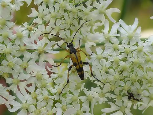 Rutpela maculata