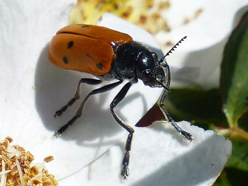 Réf. 166 168 : Lachnaia sp.