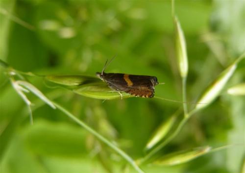 Dichrorampha petiverella