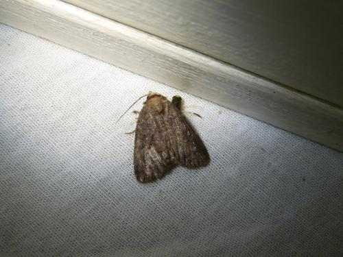 Charanyca ferruginea