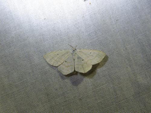 Réf. 166 479 : Scopula immutata