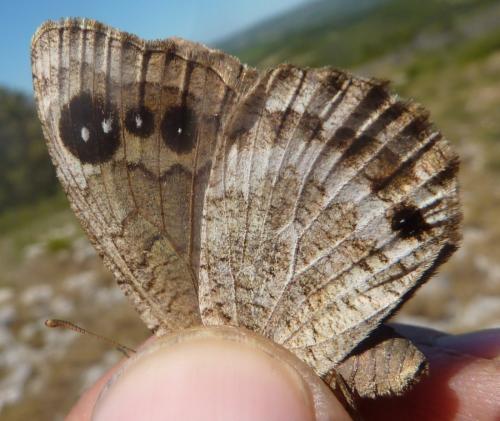 Réf. 166 528 : Satyrus actaea