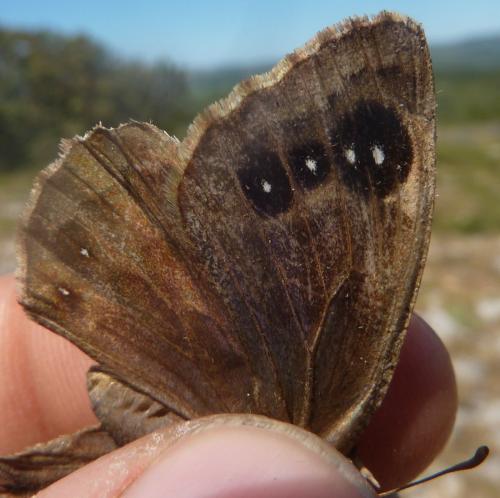 Réf. 166 529 : Satyrus actaea