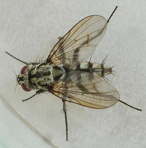 Réf. 166 535 : Eustalomyia sp.