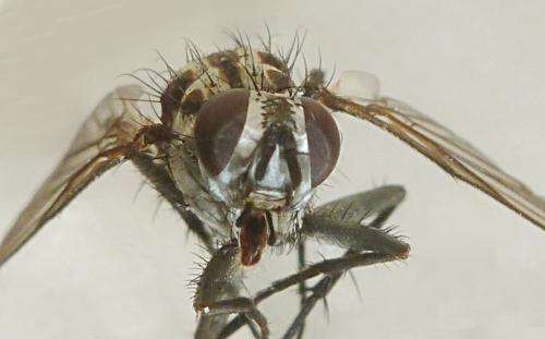 Réf. 166 609 : Eustalomyia sp.