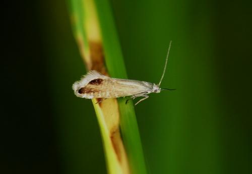 Réf. 166 153 : Glyphipterix thrasonella