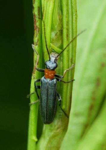 Réf. 166 118 : Oedemera croceicollis