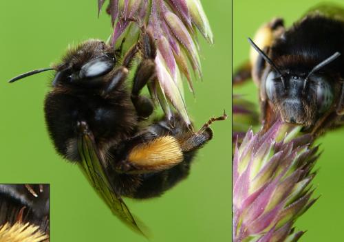 Anthophora retusa