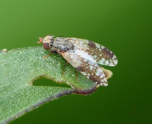 Réf. 166 336 : Tephritis neesii