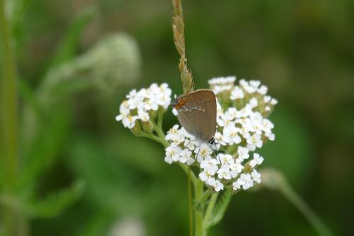 Satyrium acaciae