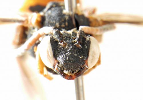 Nomada fabriciana