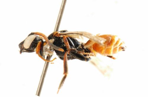 Nomada fabriciana