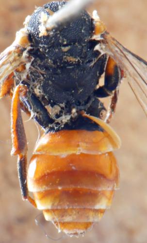 Nomada fabriciana