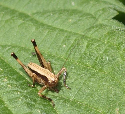 Pholidoptera griseoaptera
