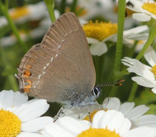 Réf. 166 910 : Satyrium acaciae
