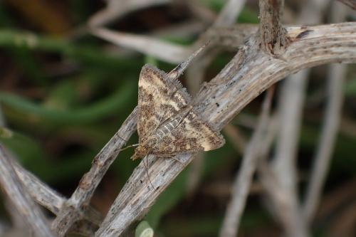 Pyrausta despicata