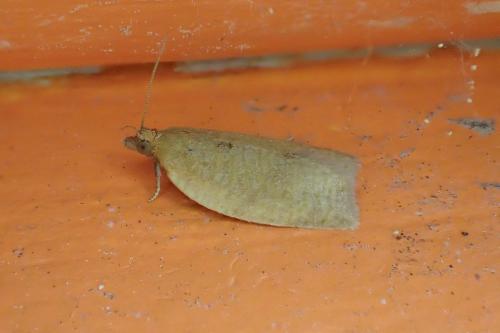 Clepsis consimilana