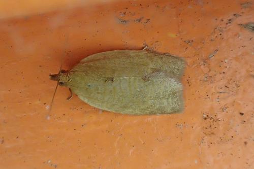 Clepsis consimilana