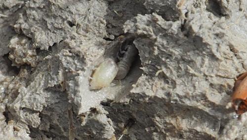 Réf. 166 253 : Paragnathia formica