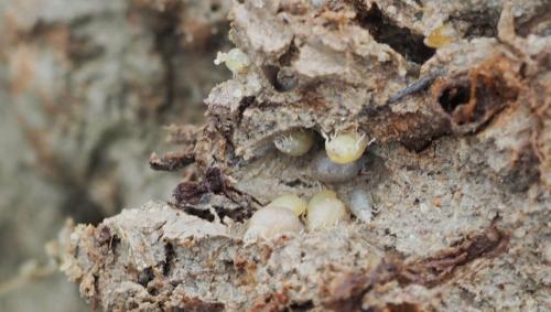 Réf. 166 251 : Paragnathia formica