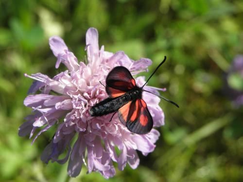 Réf. 166 161 : Zygaena romeo