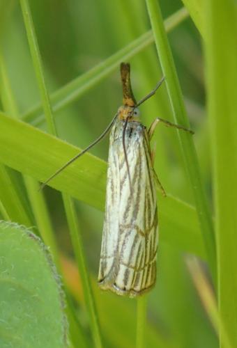 Chrysocrambus craterella