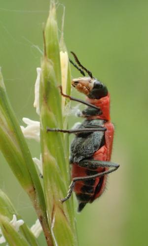 Clanoptilus rufus