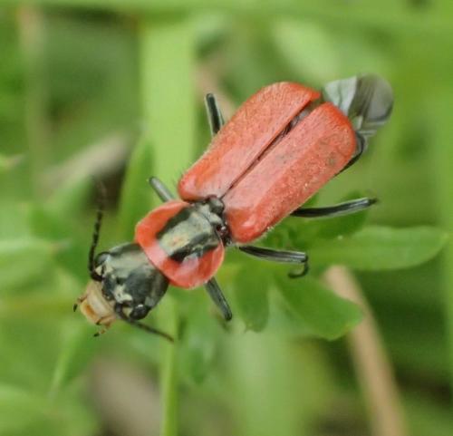 Clanoptilus rufus