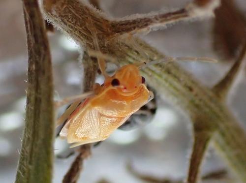Eurydema sp.