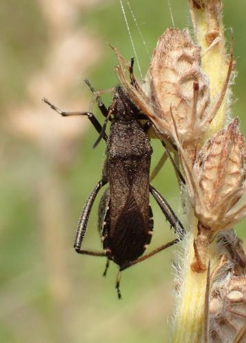 Réf. 166 075 : Alydus calcaratus