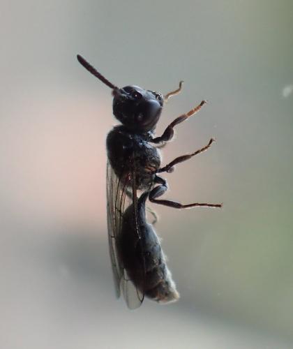 Réf. 166 141 : Psenulus sp.