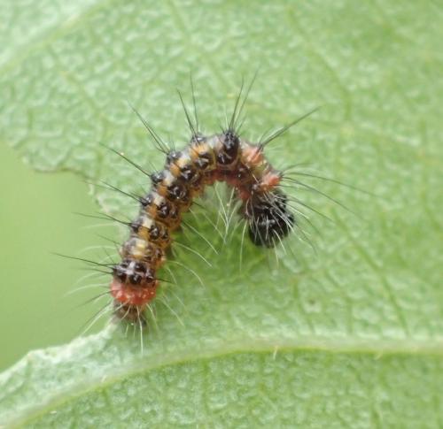 Réf. 166 220 : Acronicta tridens