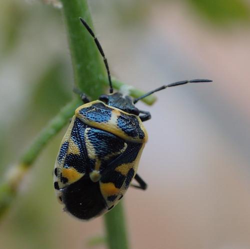 Eurydema sp.
