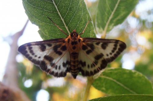 Réf. 166 068 : Anania hortulata