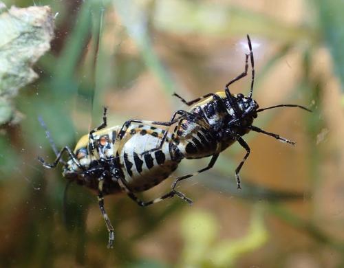 Eurydema sp.
