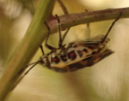 Eurydema sp.