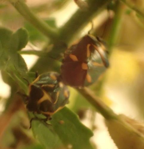 Eurydema sp.