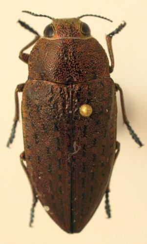 Perotis lugubris
