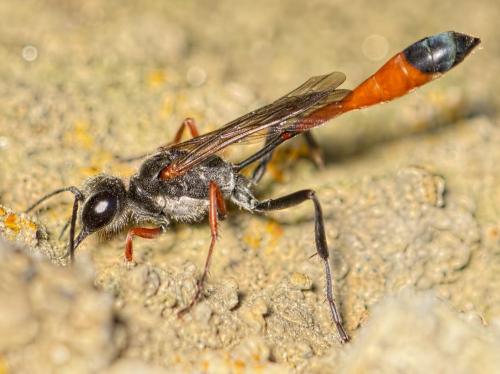 Réf. 166 481 : Ammophila heydeni