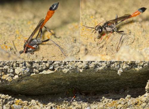 Réf. 166 482 : Ammophila heydeni