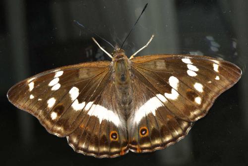 Apatura iris