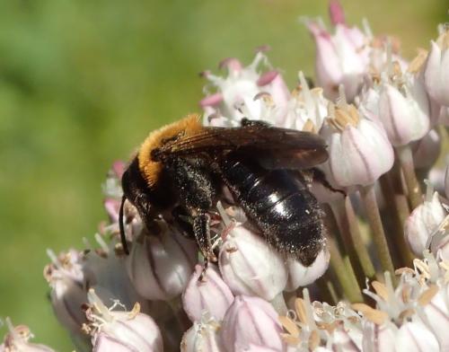 Réf. 166 406 : Andrena thoracica